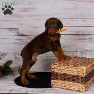 Jessica, Doberman Pinscher Puppy